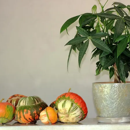 Tangra بيت ضيافة 3*